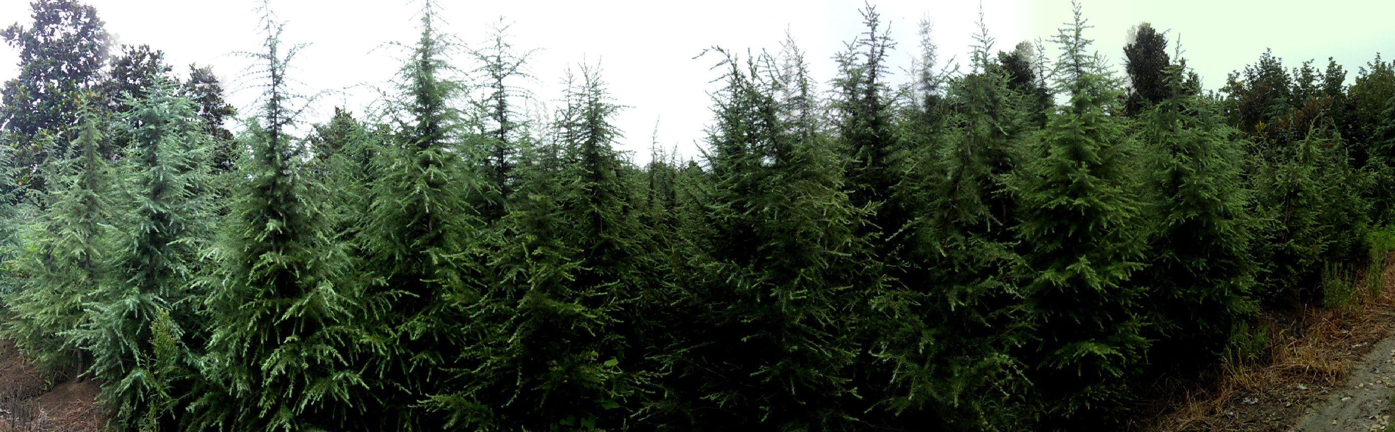 大运园艺基地航拍示意图