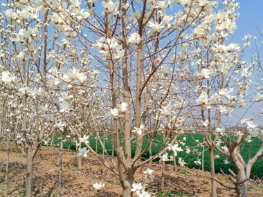 白玉兰 苗木图片