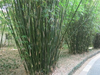 慈孝竹 苗木图片