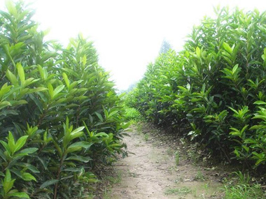 法国冬青 苗木图片