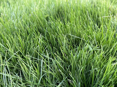 高羊茅 苗木图片