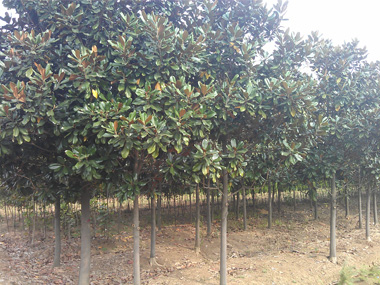 广玉兰 苗木图片