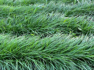 黑麦草 苗木图片