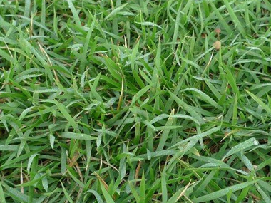 结缕草 苗木图片