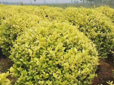 金叶女贞 苗木图片