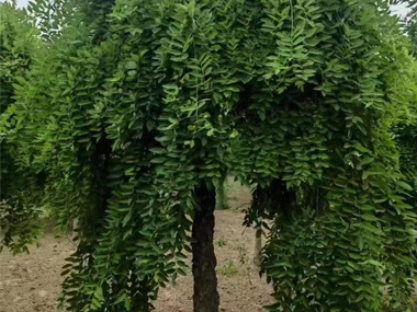 龙爪槐 苗木图片