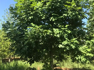 马褂木 苗木图片