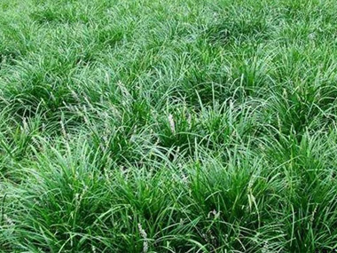 麦冬草 苗木图片