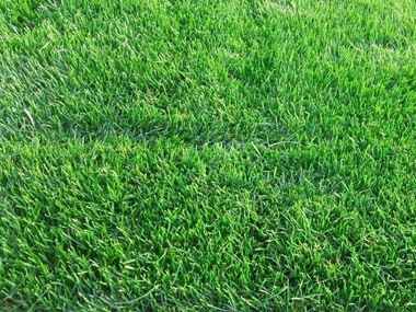 马尼拉 苗木图片