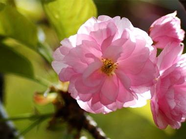 日本晚樱 苗木图片