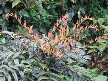 十大功劳 苗木图片