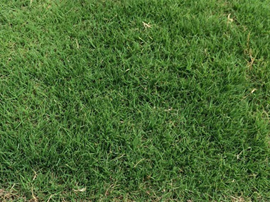 天堂草 苗木图片