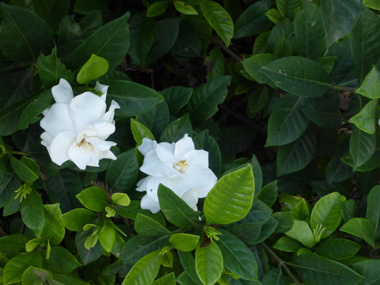 栀子花 苗木图片