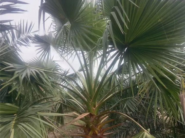 棕榈 苗木图片