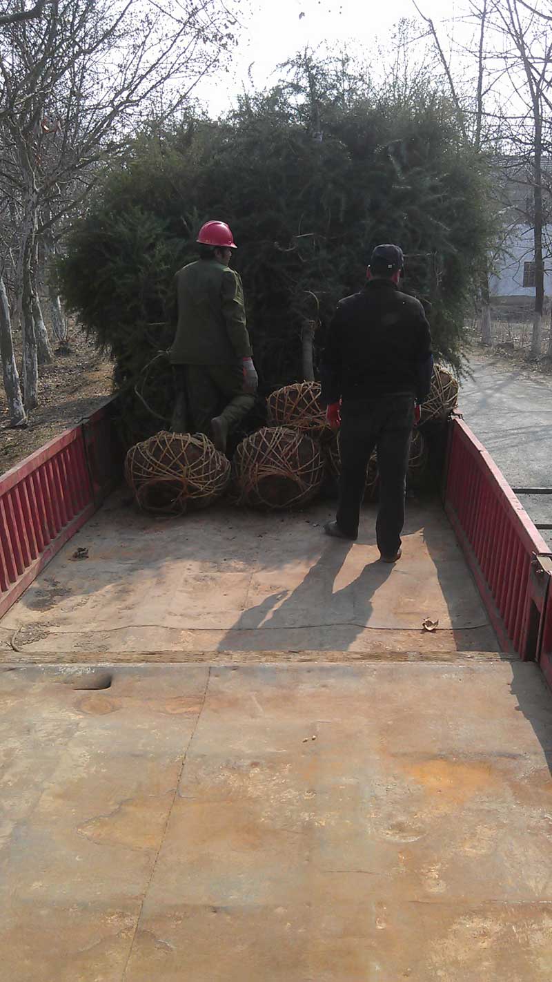 4米精品雪松装车