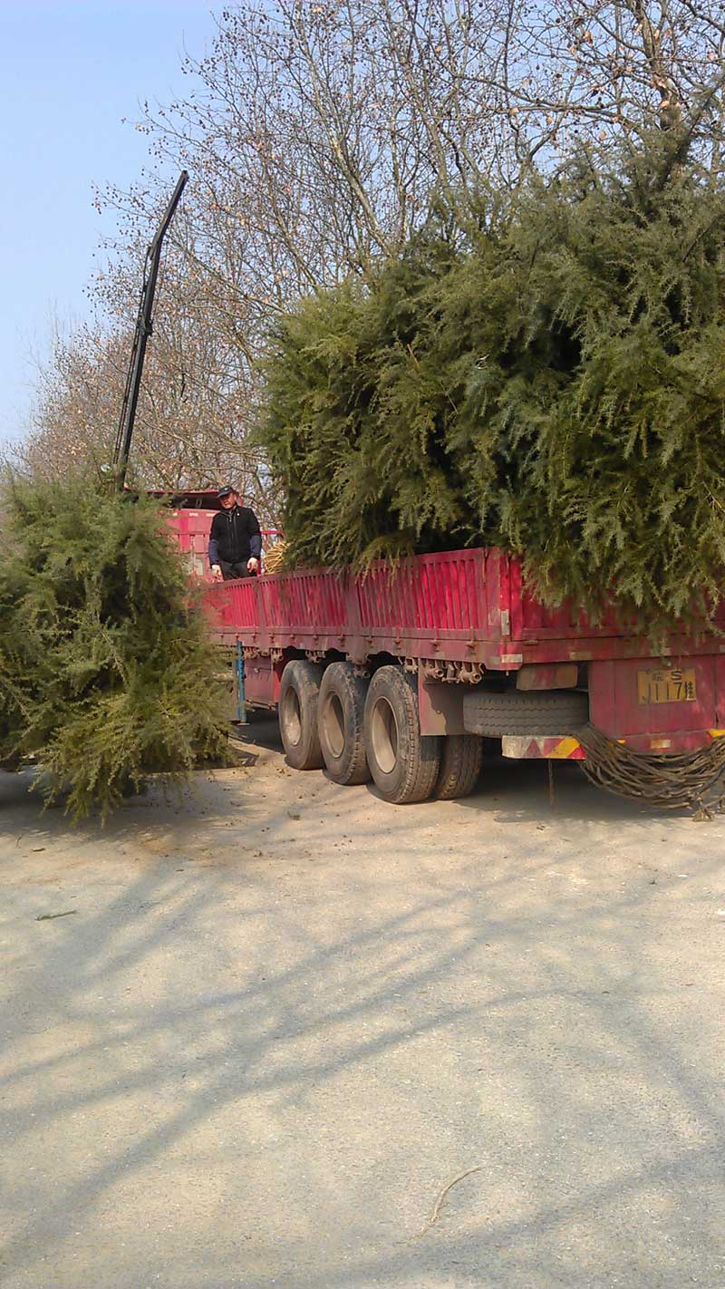 4米精品雪松装车
