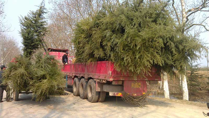 4米精品雪松装车