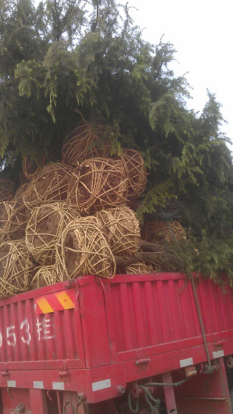 雪松和高杆女贞装车