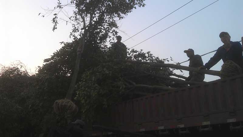 雪松和高杆女贞装车