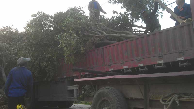 雪松和高杆女贞装车