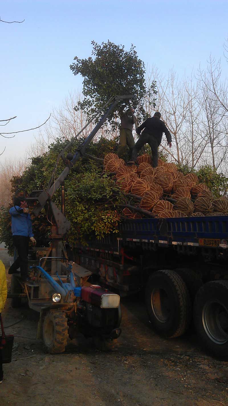 6公分独杆红叶石楠装车