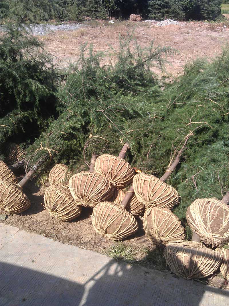 4米精品雪松装车