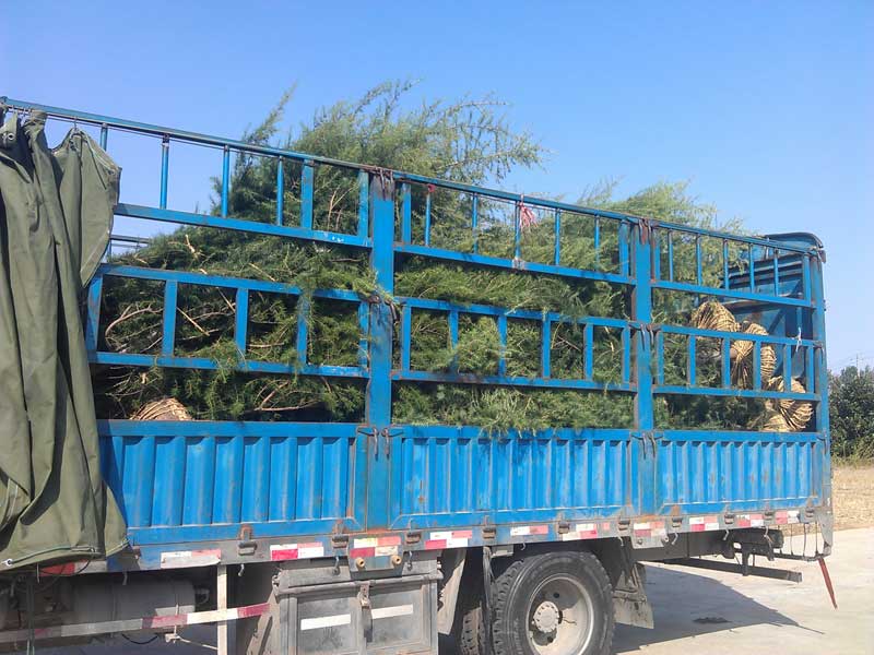 4米精品雪松装车