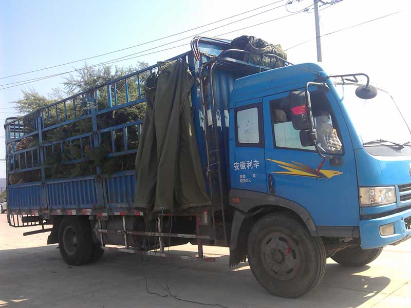 4米精品雪松装车