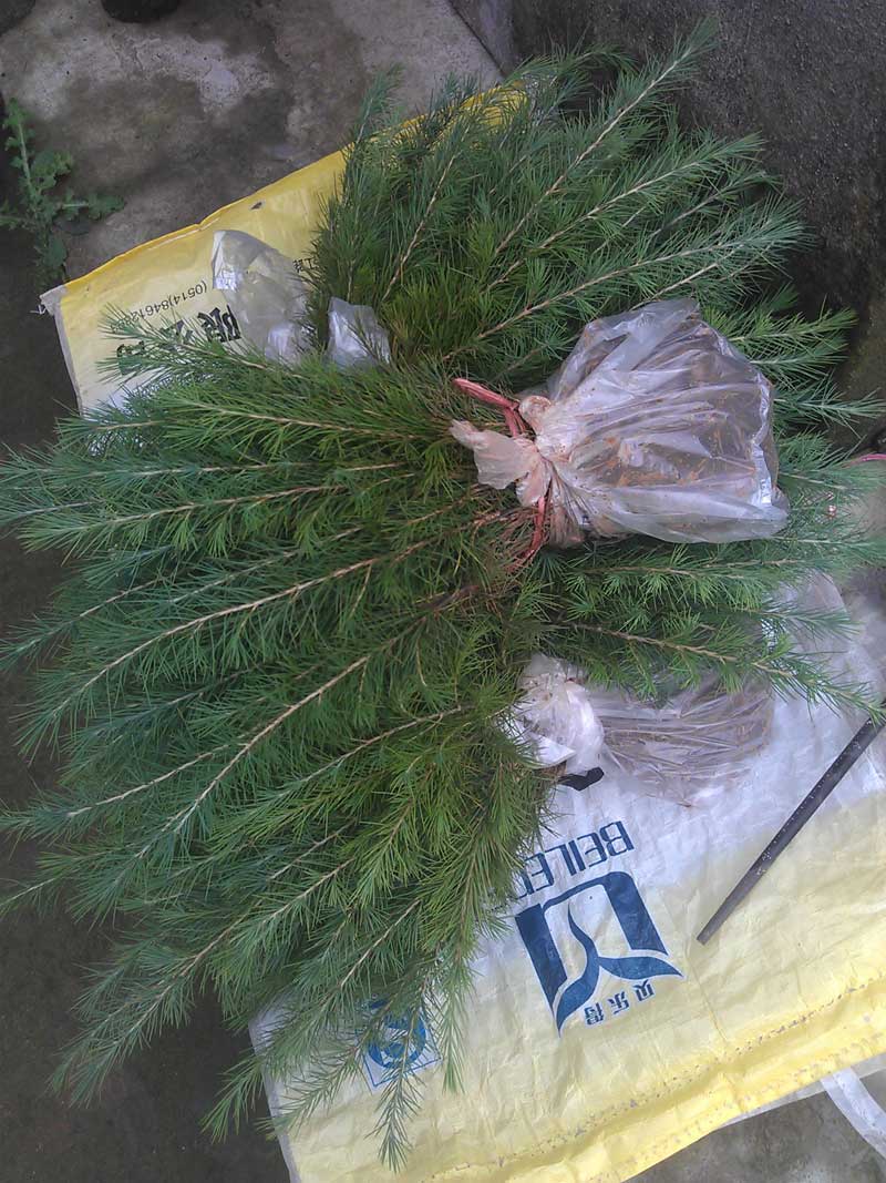 沾完泥浆后使用塑料包装袋扎好根部