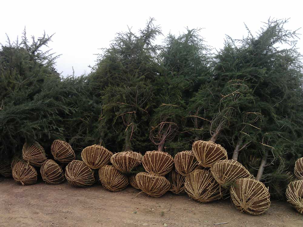 4米雪松发往浙江金华