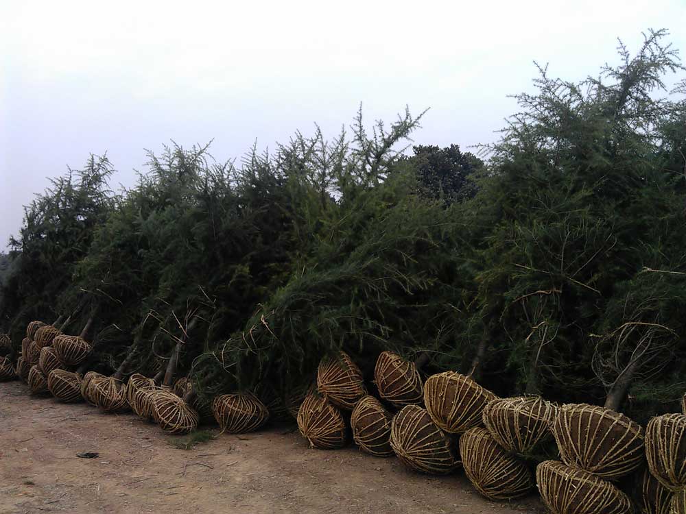 4米雪松发往浙江金华