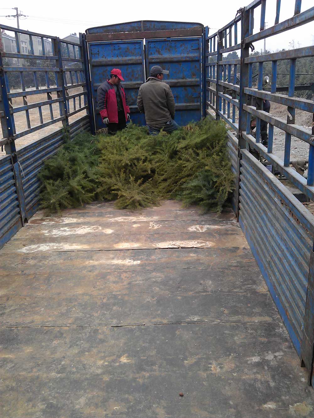 4米雪松发往浙江金华