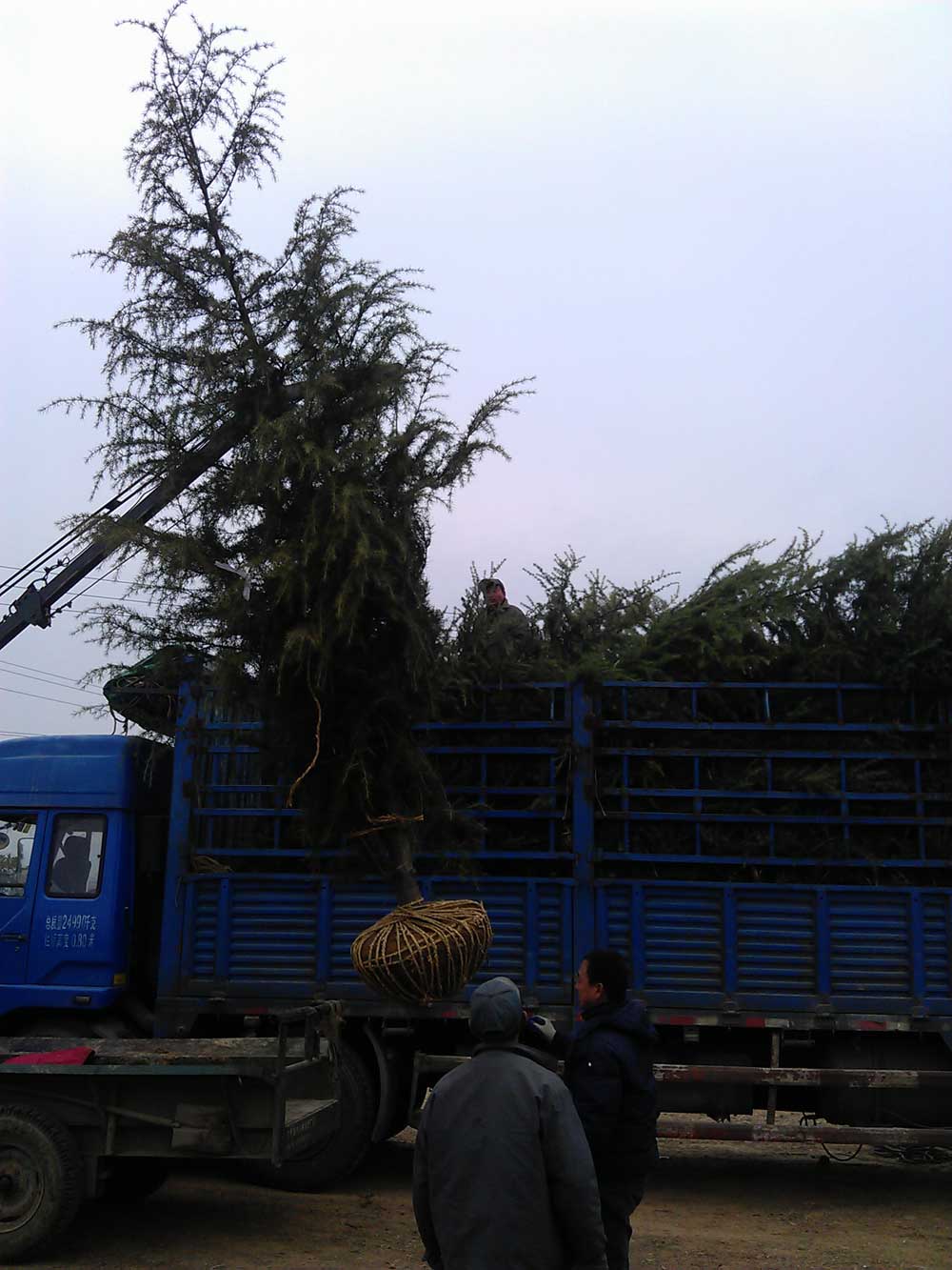 4米雪松发往浙江金华