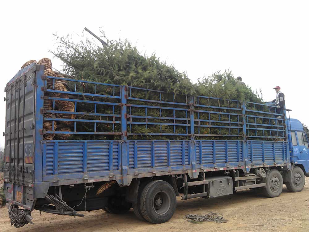 4米雪松发往浙江金华