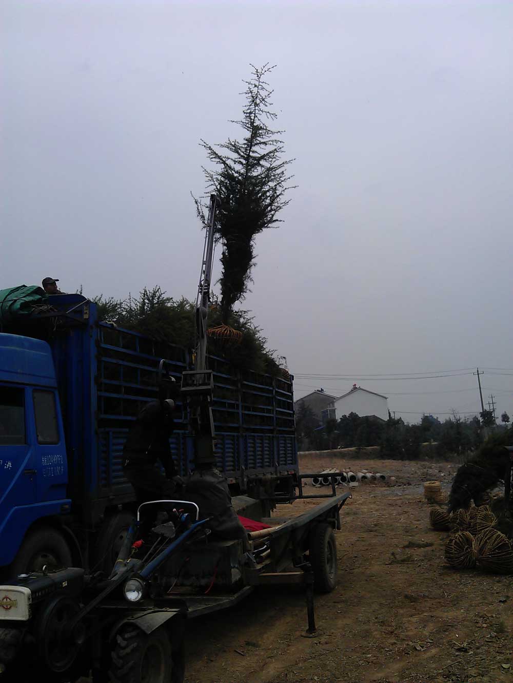 4米雪松发往浙江金华