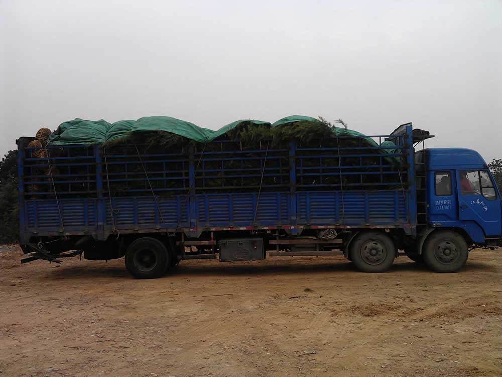 4米雪松发往浙江金华