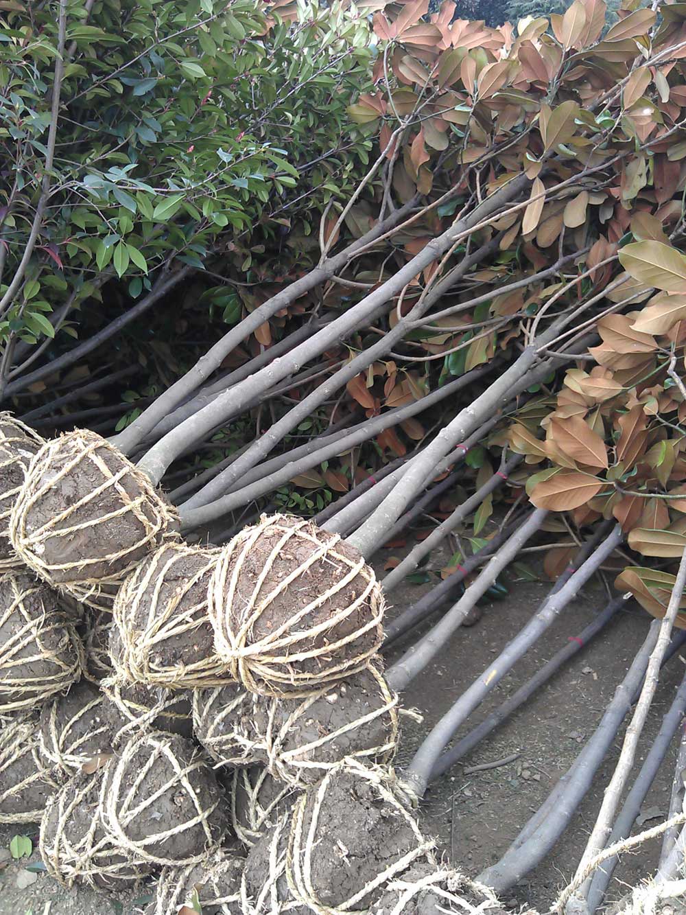 红叶石楠 桂花 广玉兰 红玉兰混装发货