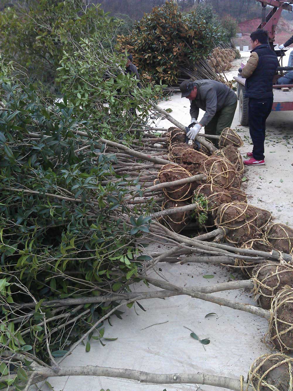 红叶石楠 桂花 广玉兰 红玉兰混装发货