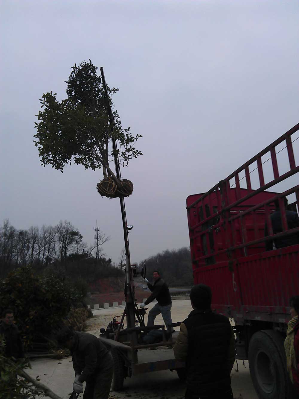 红叶石楠 桂花 广玉兰 红玉兰混装发货