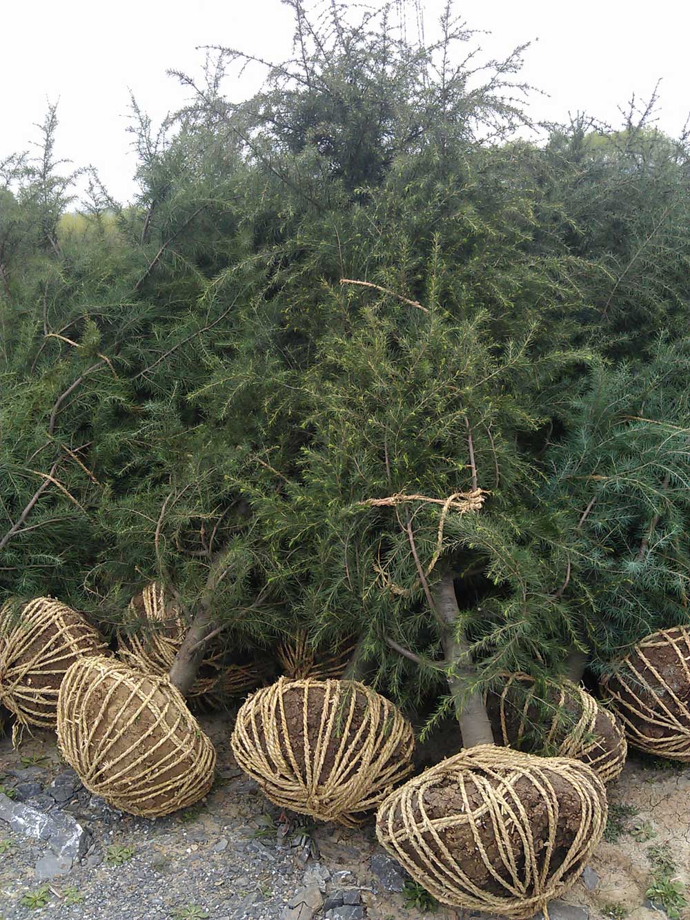 4米、3米、2.5米雪松