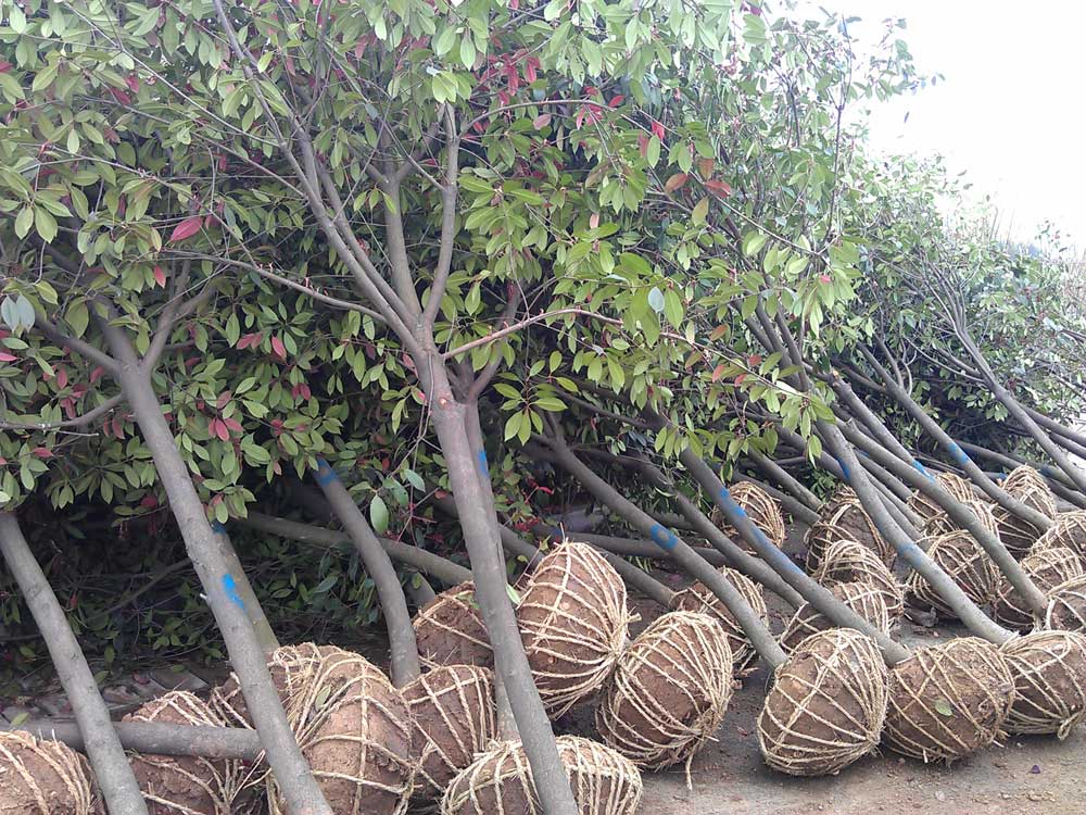 4米、3米、2.5米雪松