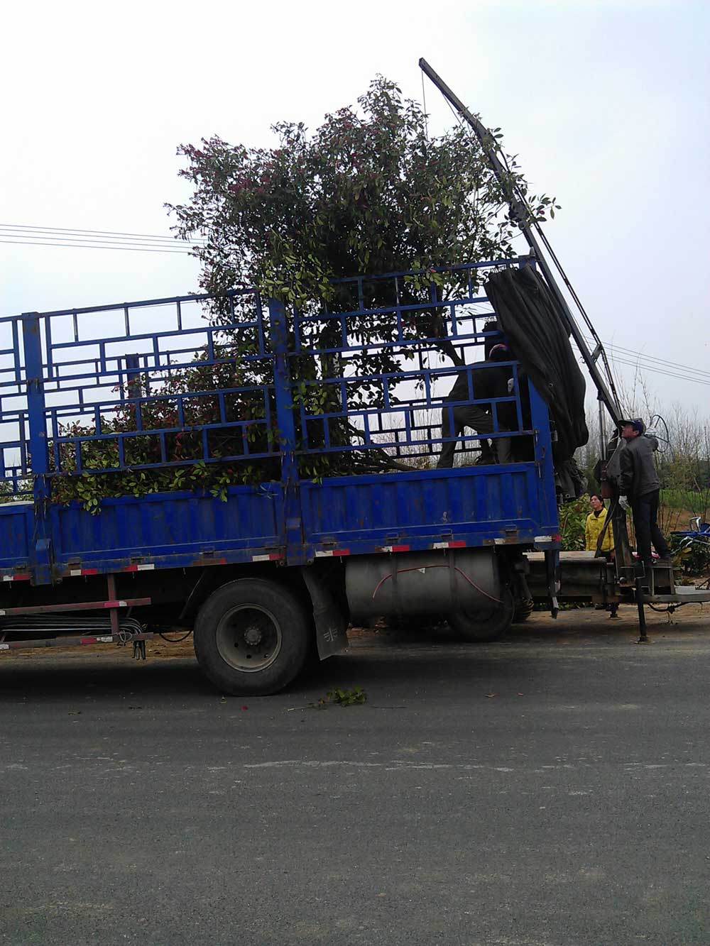 4米、3米、2.5米雪松