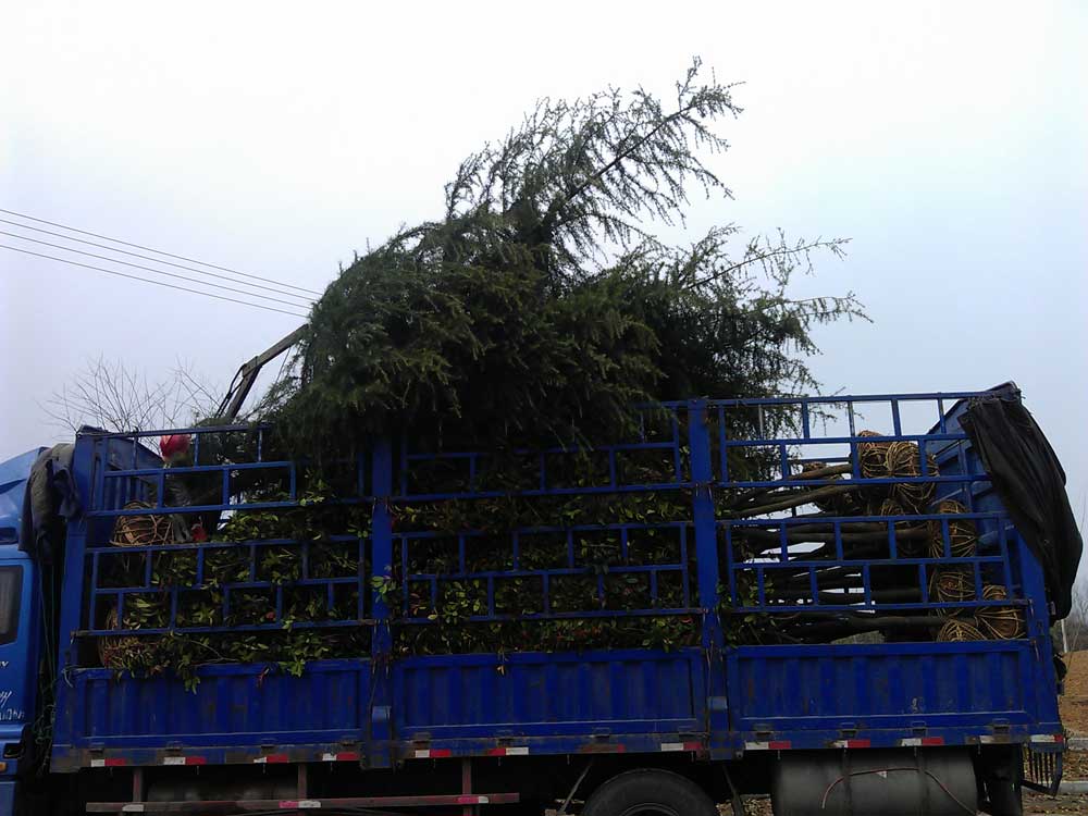 4米、3米、2.5米雪松