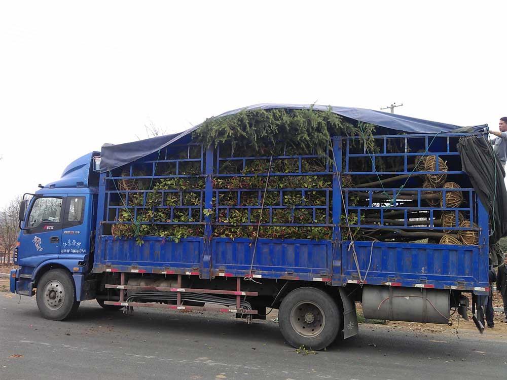 4米、3米、2.5米雪松