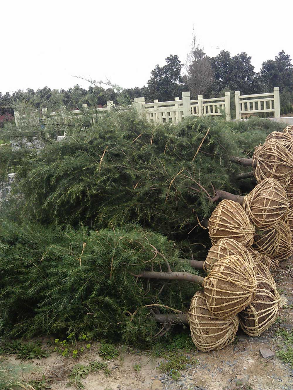 4米、3米、2.5米雪松