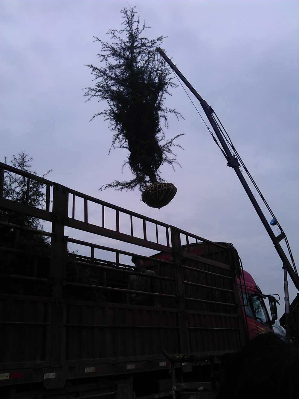 4米、3米、2.5米雪松