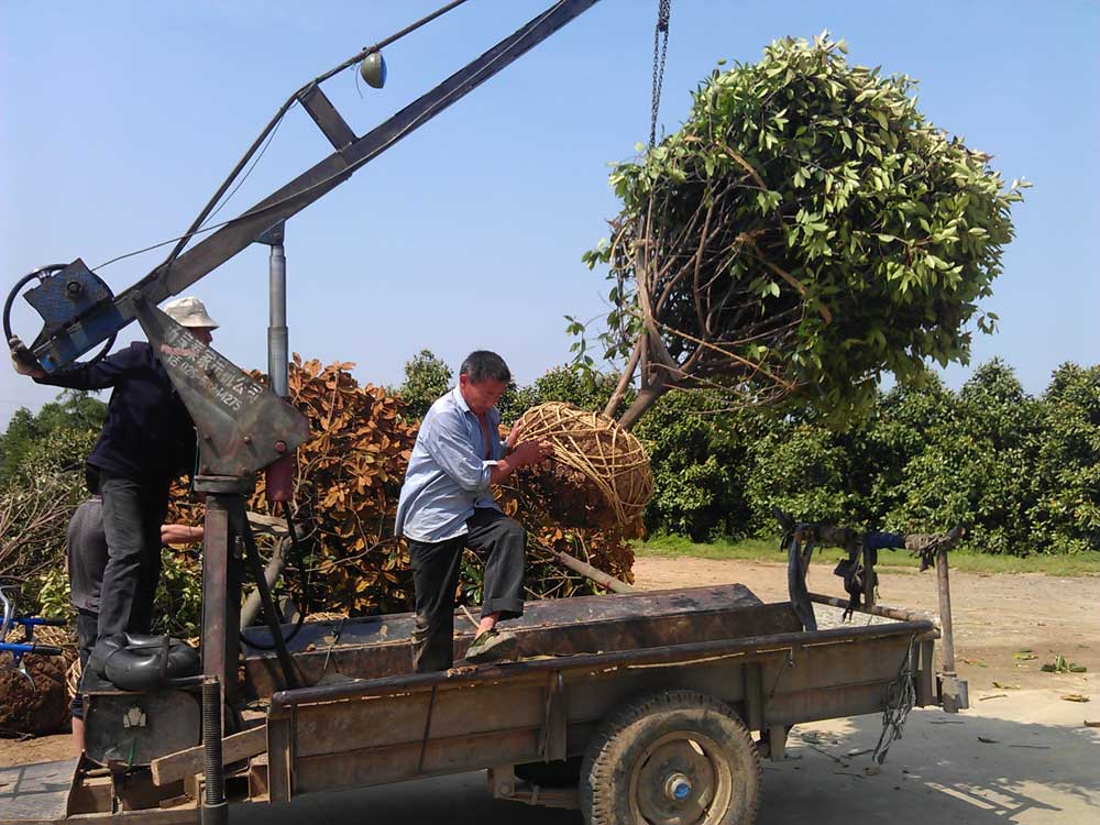 大叶女贞 红叶石楠 广玉兰发货
