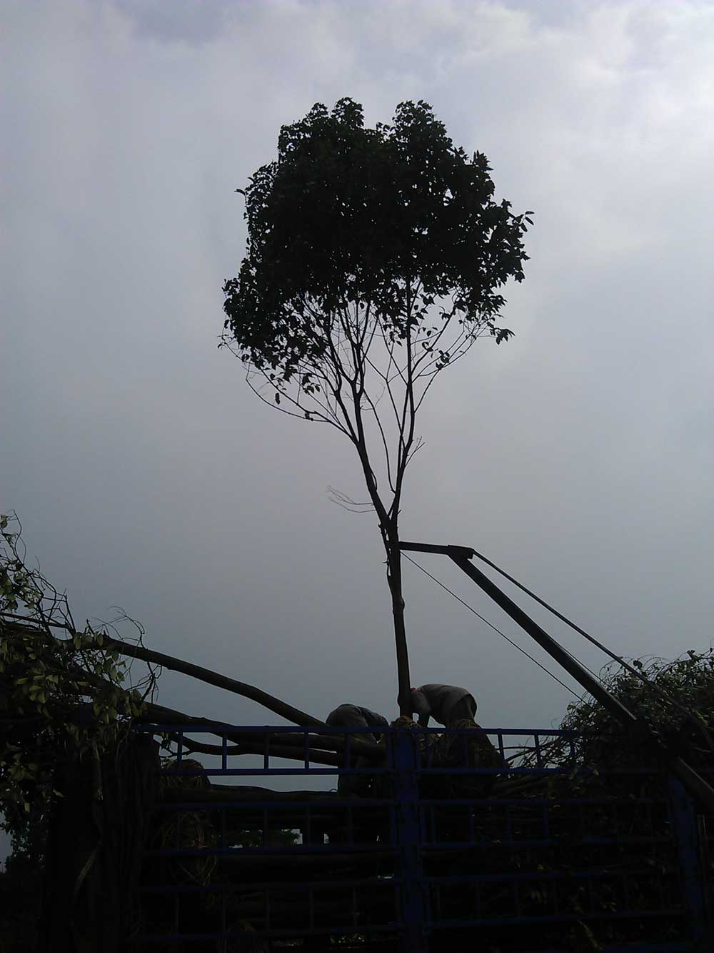 大叶女贞 红叶石楠 广玉兰发货