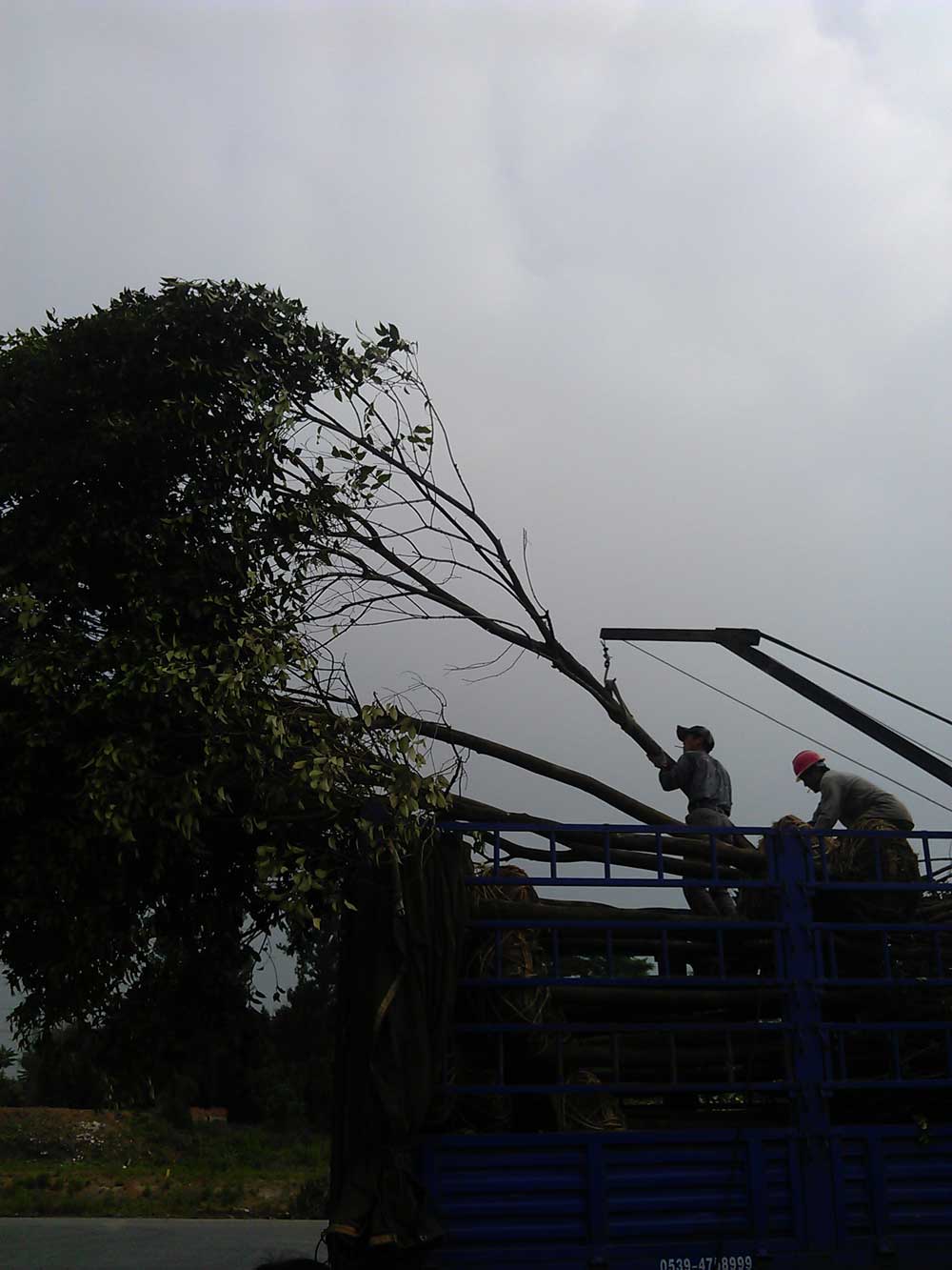 大叶女贞 红叶石楠 广玉兰发货