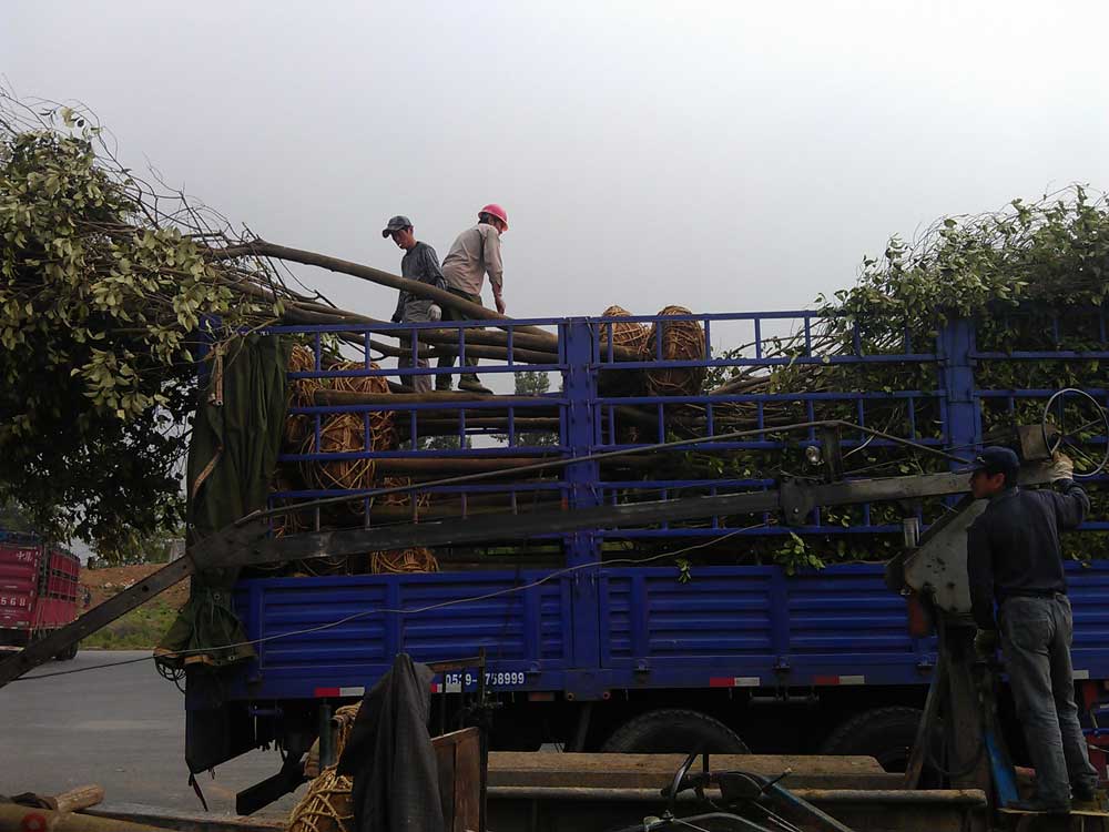 大叶女贞 红叶石楠 广玉兰发货